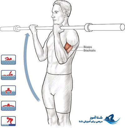 پرس عضله دو سر با میله ( کرل ) | شناآموز