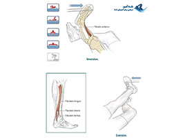 تقویت اورشن و اینورشن در مچ پا با استفاده از نوار کشی
