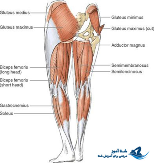تمرینات تقویت عضلات پا | شناآموز